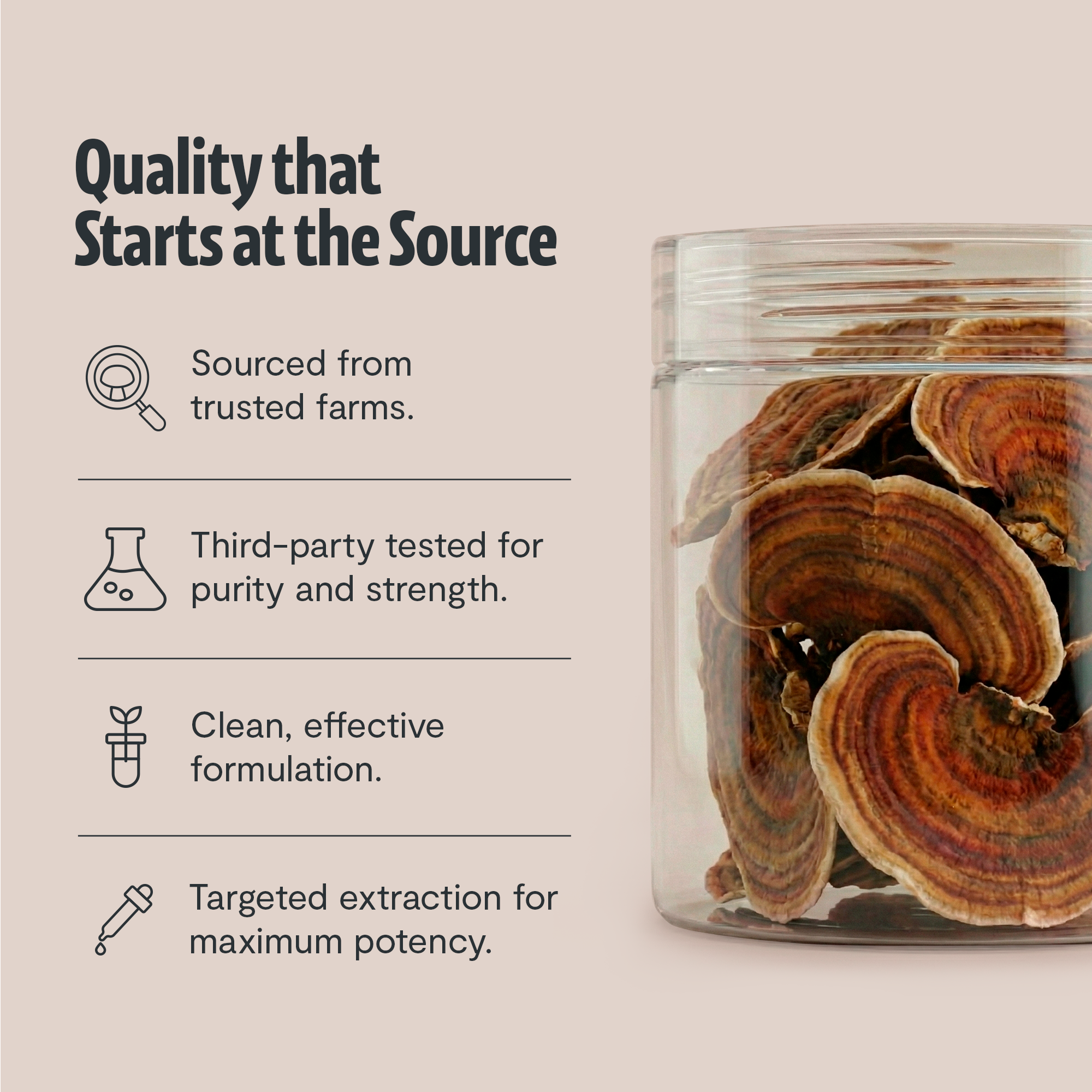Turkey Tail Mushroom Extract Powder